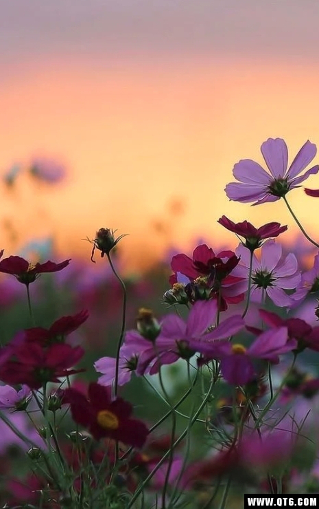 Flowers(鲜花动态壁纸)