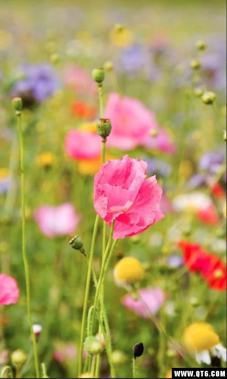 Flowers(鲜花动态壁纸)