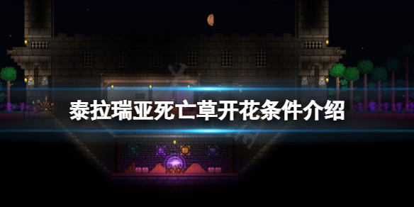 《泰拉瑞亚》死亡草什么时候开花？死亡草开花条件介绍