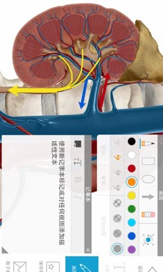 2020人体解剖学图谱破解版