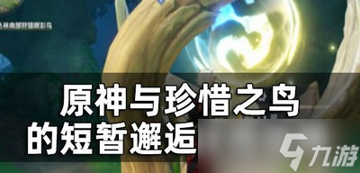原神与珍惜之鸟的短暂邂逅任务怎么做的 短暂邂逅触发条件