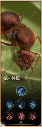 小小蚁国蚁后升级前置表