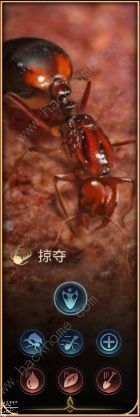小小蚁国蚁后升级前置表