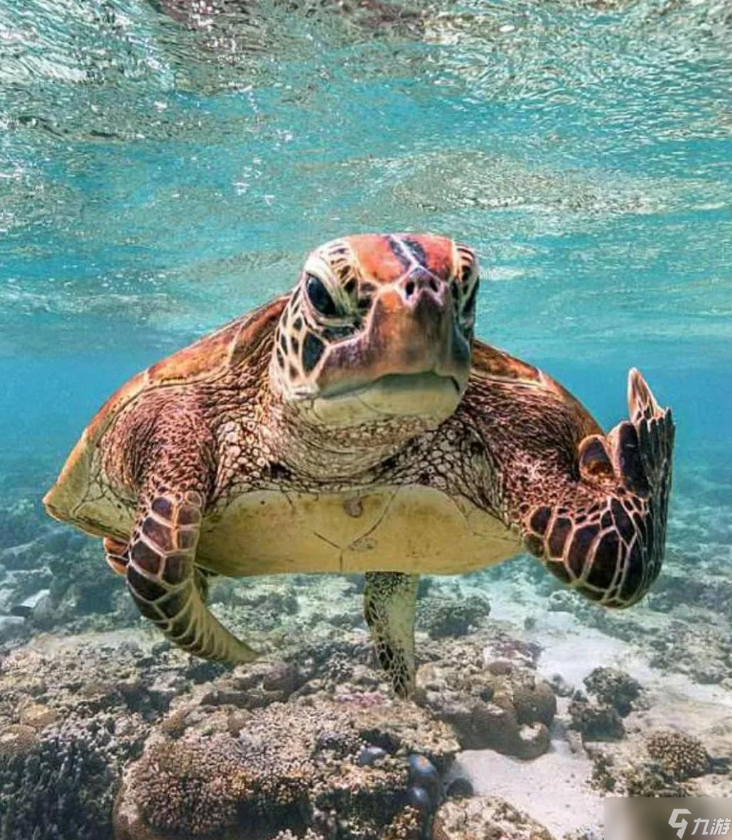 海龟汤100题最经典题目答案恐怖 恐怖海龟汤大全及答案