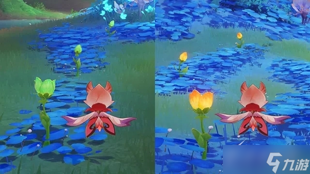 《原神》净觉花开花教程