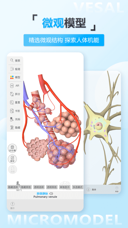 维萨里3d解剖app