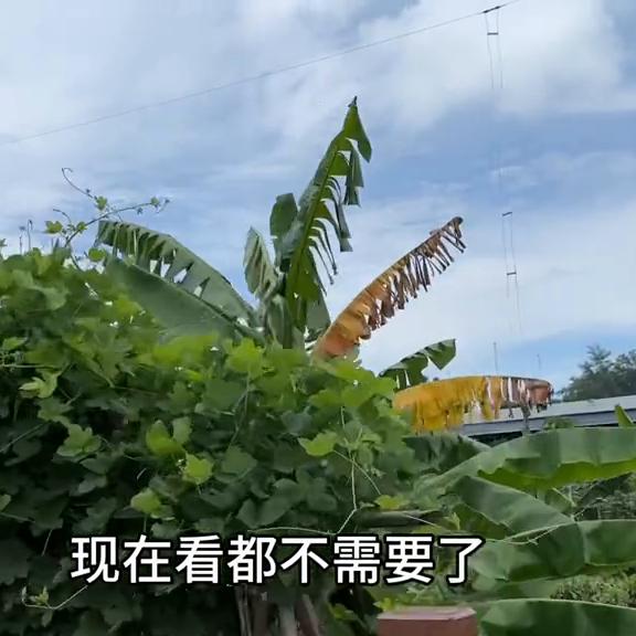 抖音电商怎么开通橱窗功能？