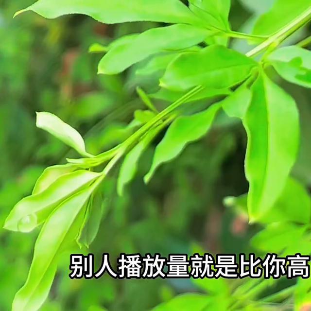 增加视频吸引力：1分钟教您制作精美封面，让您的视频倍受喜爱！