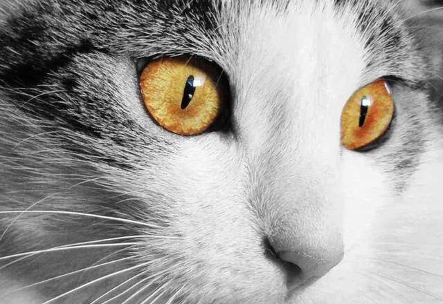 猫眼大揭秘：瞳孔变化、夜视能力、沟通方法...猫咪眼睛的七大真相