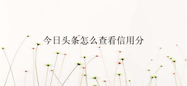 今日头条怎么查看信用分