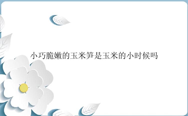 小巧脆嫩的玉米笋是玉米的小时候吗